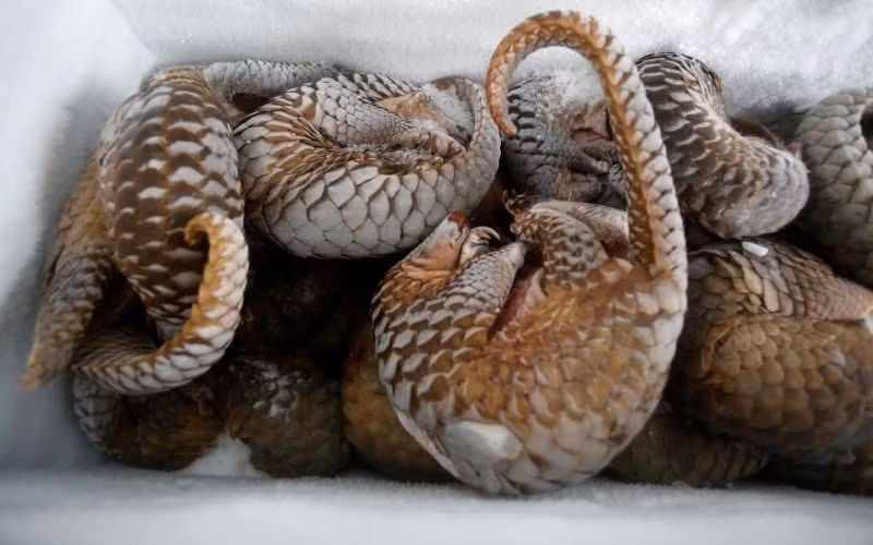 Nạn buôn bán động vật hoang dã đang quay trở lại khi các hạn chế về đại dịch được nới lỏng -0