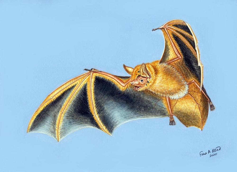 Hình minh họa của một nghệ sĩ về Myotis nimbaensis, loài dơi mới được tìm thấy ở dãy núi Nimba, Tây Phi. Ảnh: Fiona Reid.