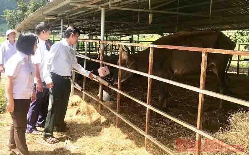 Đoàn cán bộ Chi cục Thú y và Chăn nuôi tỉnh Ninh Thuận kiểm tra và đánh giá thể chất đàn bò tót lai F1 đang nuôi nhốt tại xã Phước Bình, huyện Bác Ái vào ngày 2-10. Trách nhiệm với đàn bò tót lai F1 ở Ninh Thuận -0