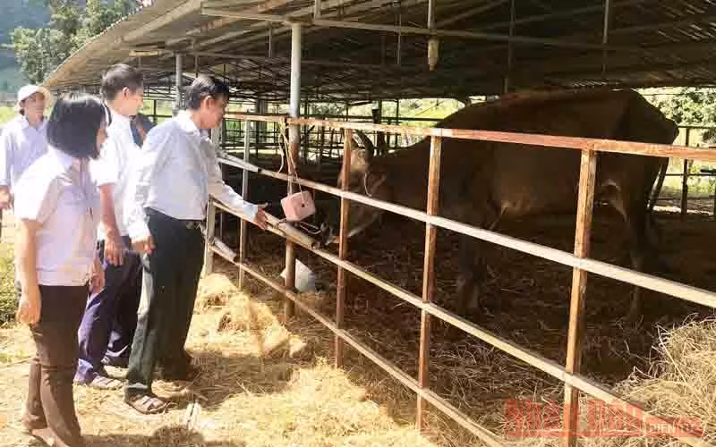 Trách nhiệm với đàn bò tót lai F1 ở Ninh Thuận -0