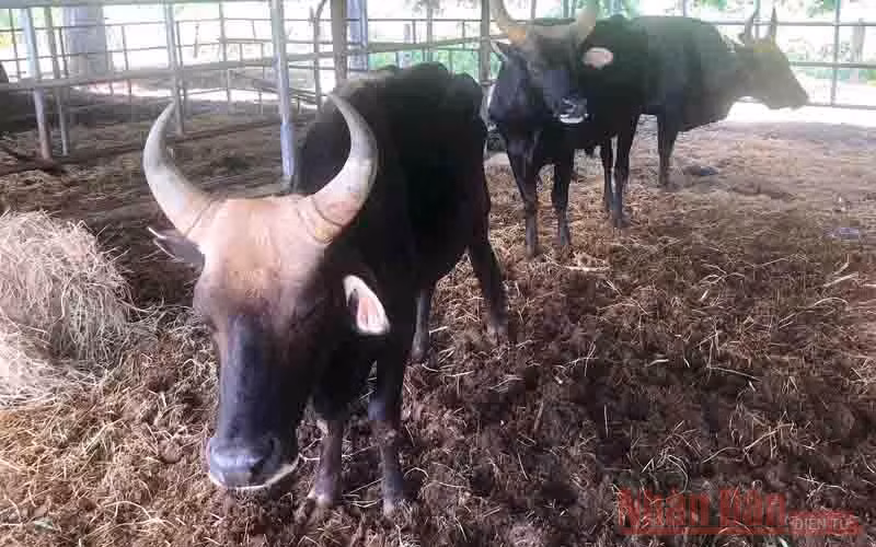 Đàn bò tót lai F1 đang nuôi nhốt tại Trại khảo nghiệm trong quá trình thực hiện dự án  