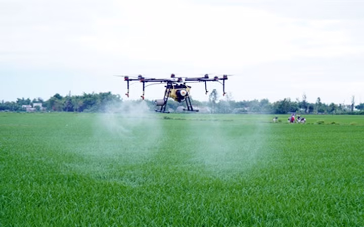 Sử dụng thiết bị bay drone phun thuốc trừ sâu trên cánh đồng Vĩnh Xuân, xã Bình Trung, huyện Thăng Bình (Quảng Nam). Ảnh: THỤY NHI