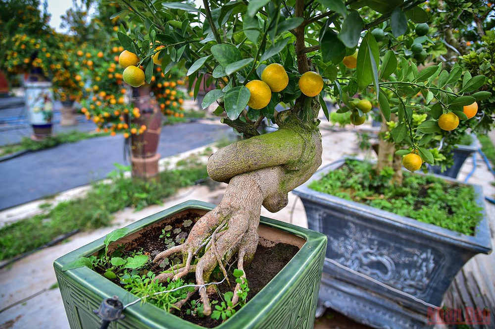 Càng gần đến Tết, các nhà vườn lại cho ra nhiều mẫu quất Tết độc đáo chiều lòng người tiêu dùng. (Ảnh: Thành Đạt) Độc đáo những mẫu quất cảnh “trình làng” trong dịp Tết Nhâm Dần 2022 -0