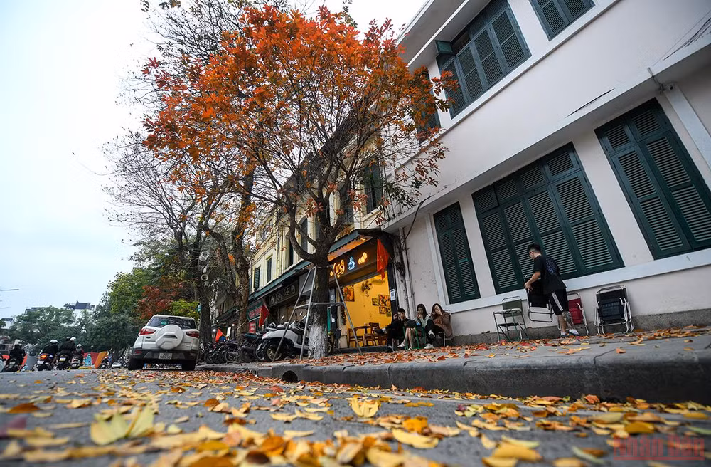 Hà Nội đẹp nao lòng mùa lá rụng tháng 3 -0