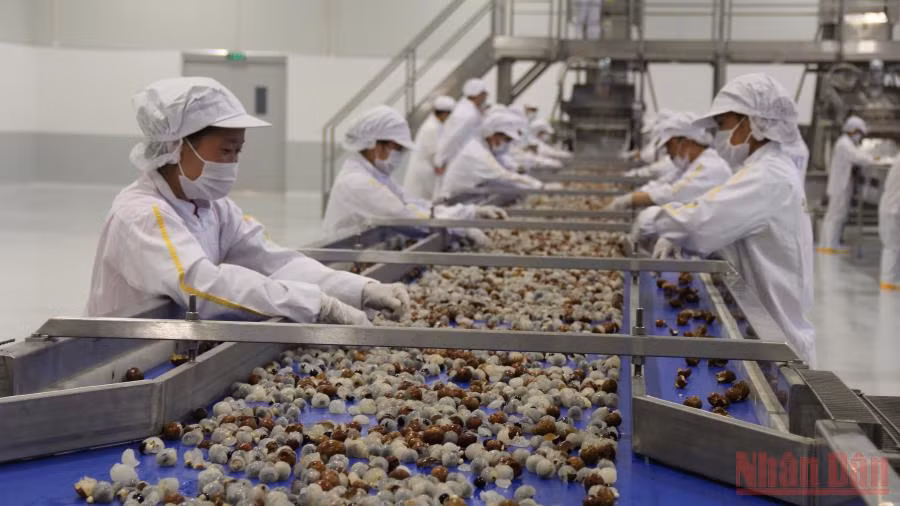 Năm 2021, sản phẩm nhãn Sơn La đã chuyển hướng sang tiêu thụ nội địa thông qua các nhà máy chế biến tại tỉnh. 