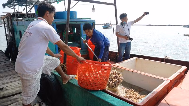 Tàu thu mua tôm tích cập bến trên hòn.