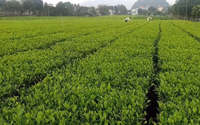 Trồng chè đem lại thu nhập ổn định cho nông dân xã Ba Trại, huyện Ba Vì (Hà Nội). Ảnh: TRẦN SƠN