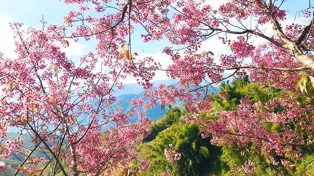 Tớ dày gọi mùa xuân tới -0