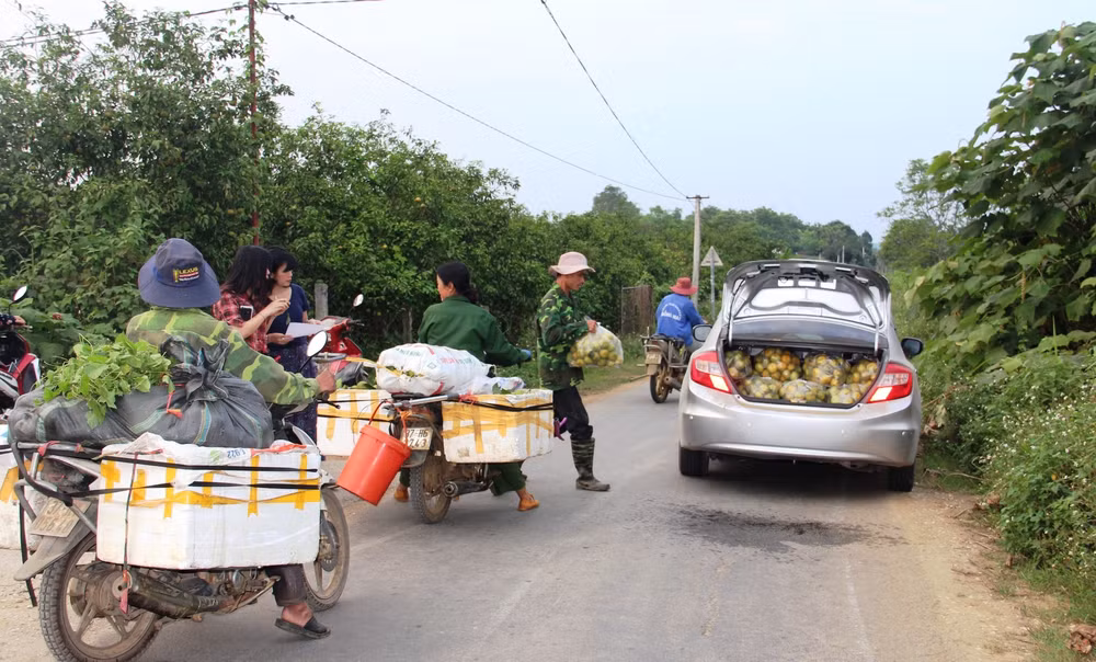 Chuyện “giải cứu” quýt và nghịch lý ở Quỳ Hợp -0