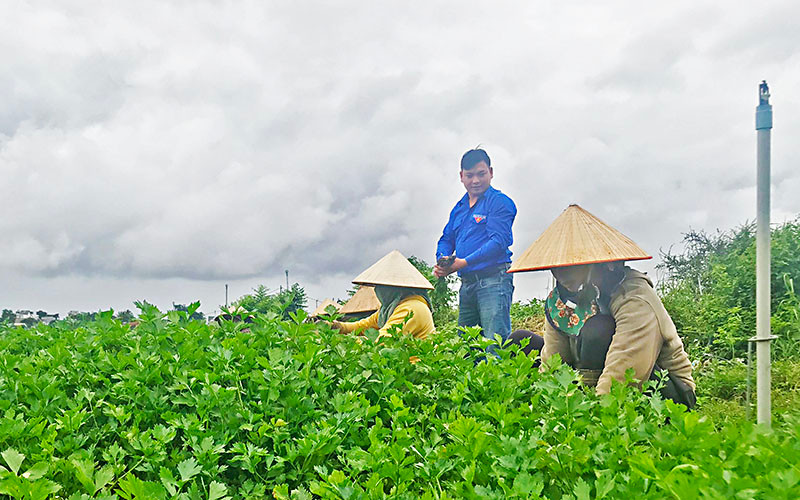 Nhà khởi nghiệp trẻ Lưu Lập Đức cùng bà con nông dân lao động sản xuất trên cánh đồng tại huyện Đức Trọng.