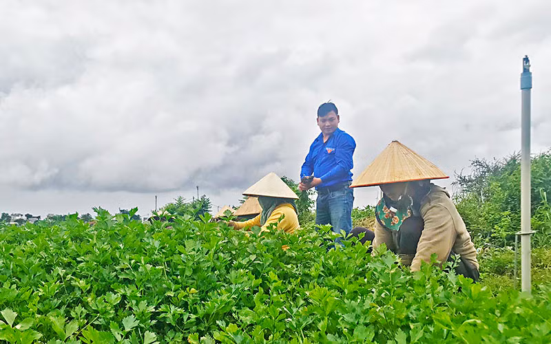 Nhà khởi nghiệp trẻ Lưu Lập Đức cùng bà con nông dân lao động sản xuất trên cánh đồng tại huyện Đức Trọng.