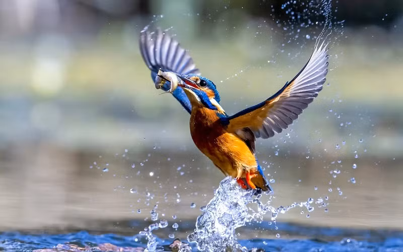 Những bức ảnh ấn tượng về động vật hoang dã trong tuần