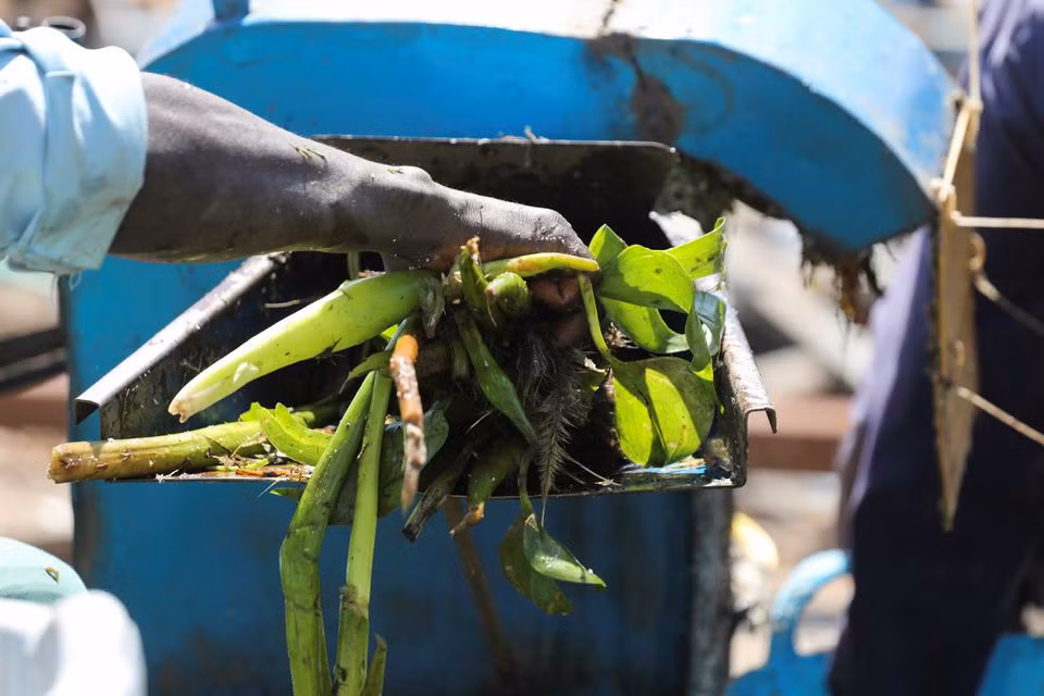 Một công nhân đang cho bèo lục bình vào thiết bị để tạo ra khí sinh học. (Ảnh: Reuters).