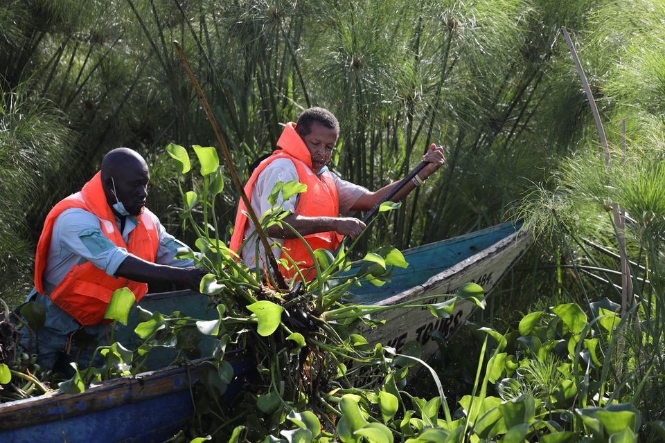 Ông Dominic Kahumbu cùng một công nhân đi thu hoạch bèo tây trên hồ Vitoria để chuyển đổi thành khí sinh học. (Ảnh: Reuters). Kenya biến bèo lục bình thành nhiên liệu sinh học để nấu ăn -0