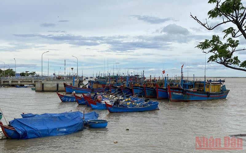 Tàu cá của ngư dân thành phố Tuy Hòa đang neo đậu an toàn tại khu vực sông Chùa. Bình Định, Phú Yên khẩn trương kêu gọi tàu thuyền di chuyển khỏi vùng nguy hiểm -0