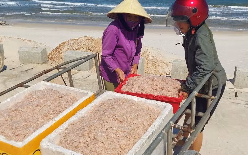 Ngư dân biển bãi ngang Quảng Bình được mùa ruốc biển -0