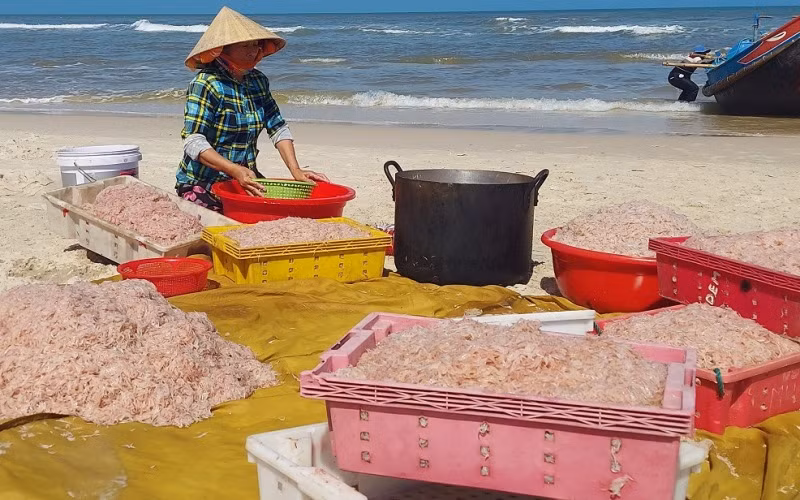 Hôm nay thời tiết đẹp, ngư dân bãi ngang Ngư Thủy (Quảng Bình) trúng mùa ruốc biển.