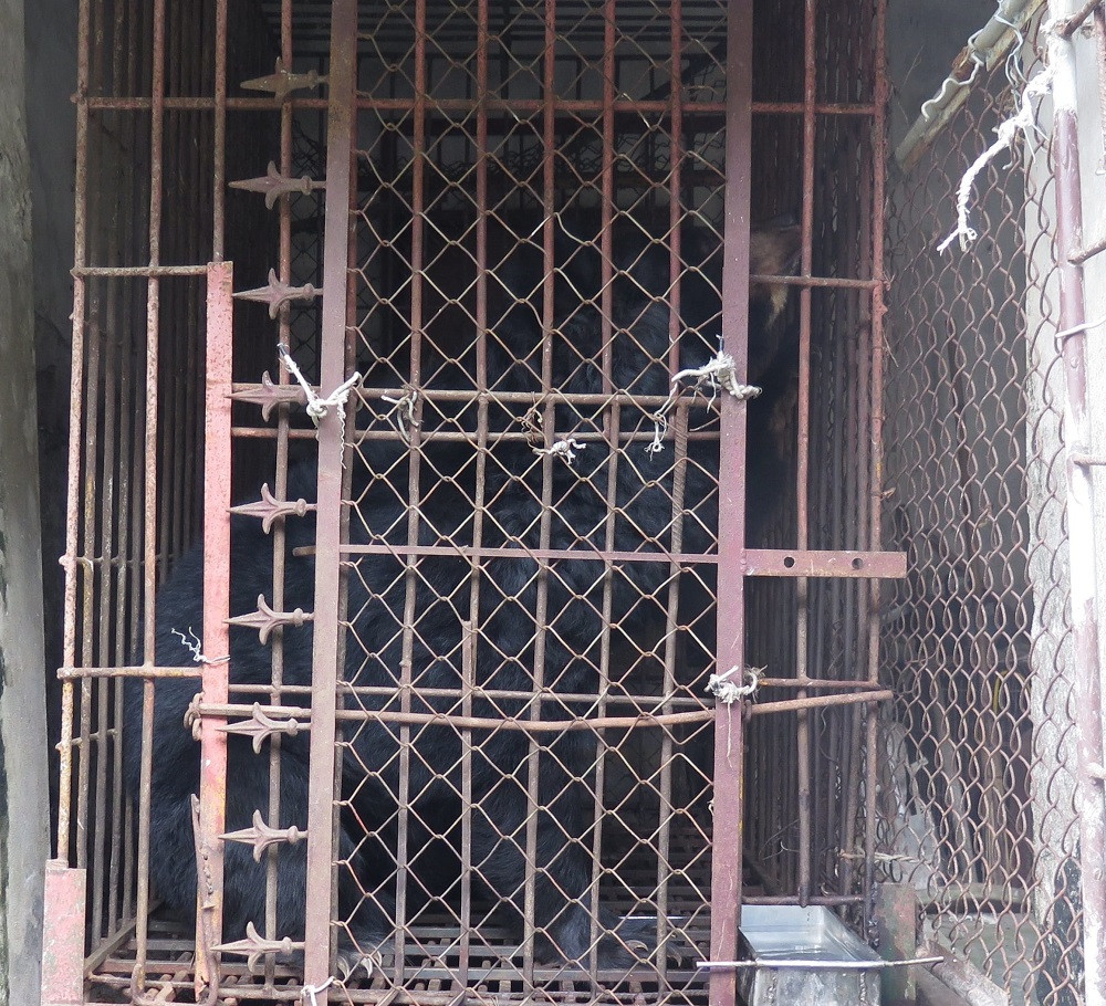 Cá thể gấu bị nuôi nhốt trong lồng sắt. Chuyển giao cá thể gấu nuôi nhốt hơn 15 năm ở Hải Dương -0