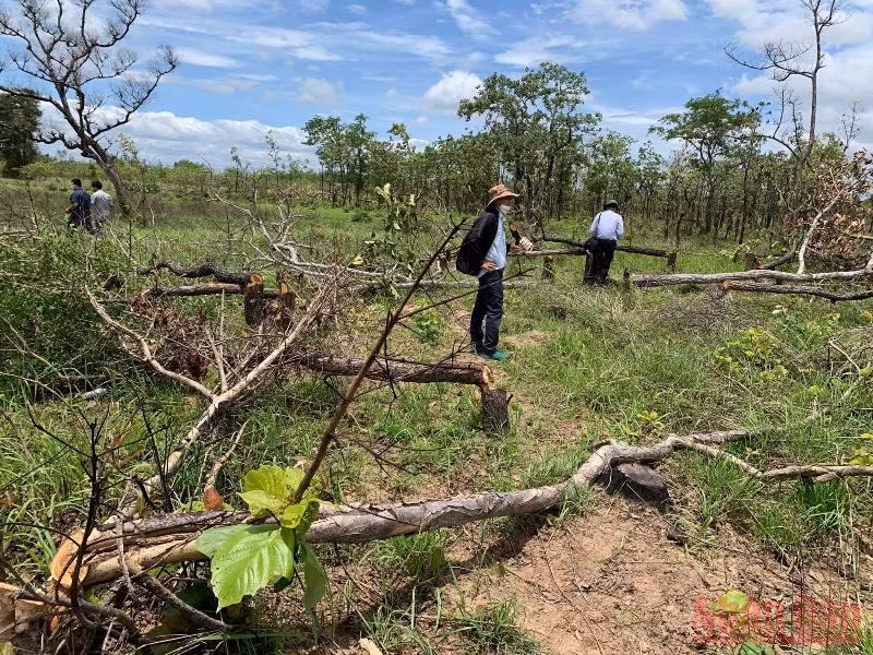 Khởi tố vụ án phá gần 400 ha rừng tự nhiên ở Đắk Lắk -0