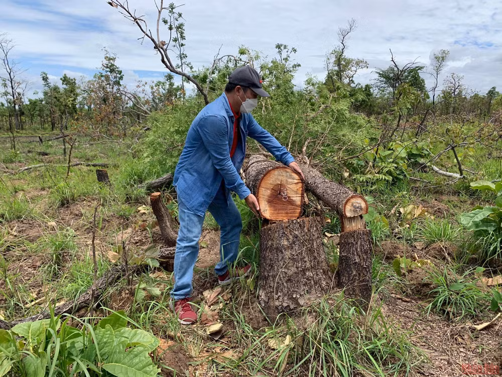 Hiện trường vụ phá rừng nghiêm trọng xảy ra tại Tiểu khu 205 xã Ya Tờ Mốt, huyện Ea Súp.