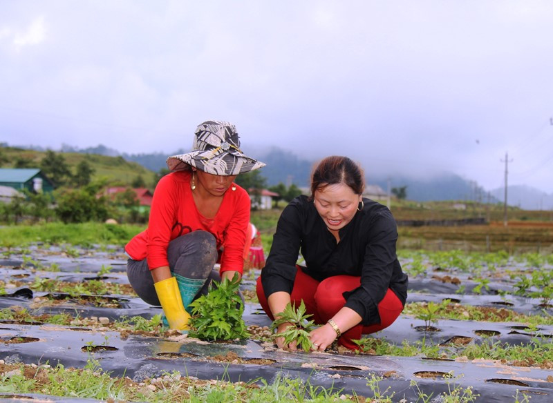 Qua các lớp đào tạo nghề, người dân các xã vùng cao Sìn Hồ đã phát triển được diện tích lớn cây đương quy, một loại dược liệu quý có giá trị kinh tế cao. img_3725.jpg -0