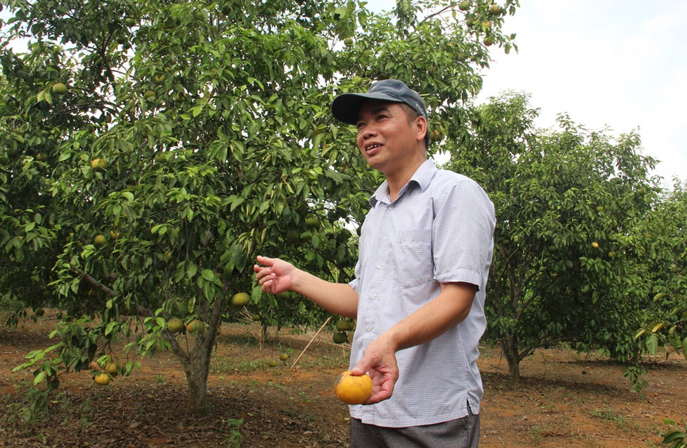 Anh Nguyễn Trọng Hiếu, trưởng thôn Minh Long (xã Minh Hợp) cho biết, hiện gia đình cũng đang nợ vài trăm triệu đồng vay vốn trồng cam. Bài 2: Cam sạch, mất sạch! -0