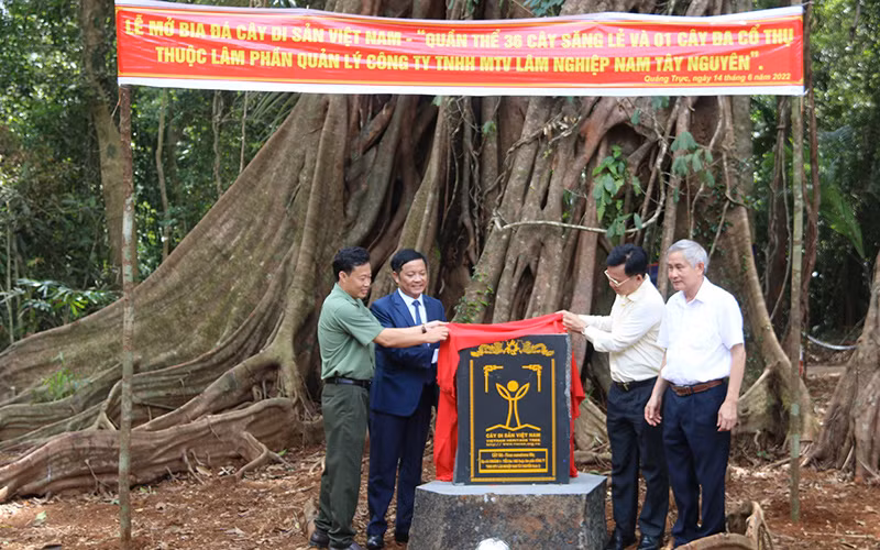 Công nhận quần thể Cây di sản Việt Nam tại Đắk Nông -0