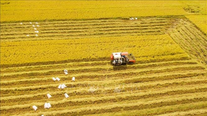 Nông dân huyện Vị Thủy (Hậu Giang) thu hoạch lúa Đông Xuân. (Ảnh tư liệu: TTXVN)