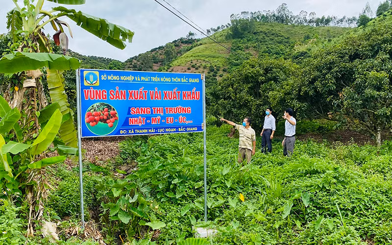 Vùng sản xuất vải xuất khẩu tại xã Thanh Hải, huyện Lục Ngạn (Bắc Giang).