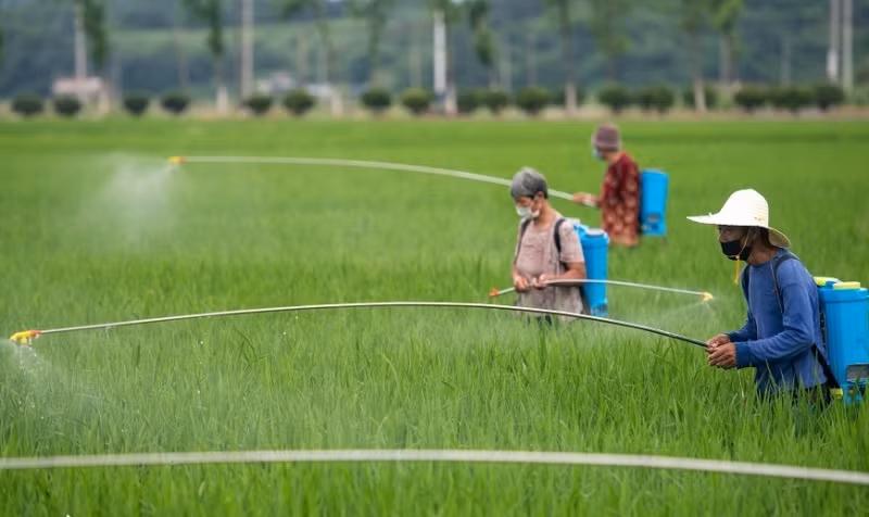 Nông dân tỉnh Hồ Nam, Trung Quốc canh tác lúa nước. (Ảnh: People.cn)