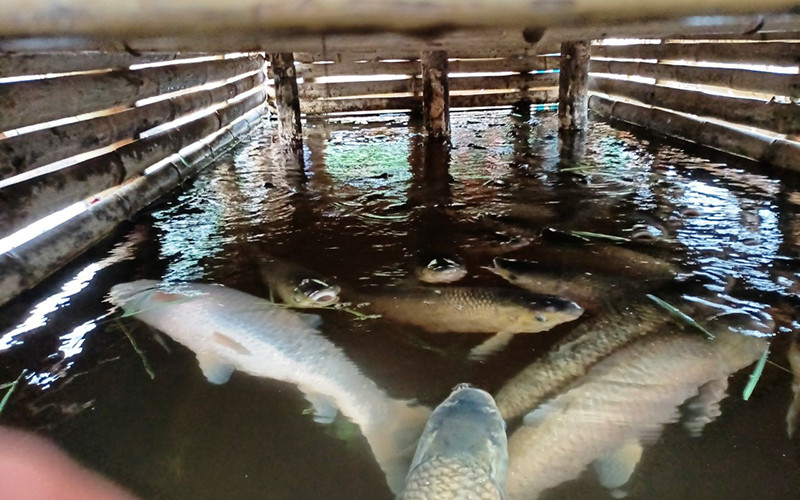 Cá nuôi trong lồng ở Cẩm Thành, huyện Cẩm Thủy ngộp nước và chết. Bắt quả tang một cơ sở chế biến lâm sản xả thải xuống sông Mã -0