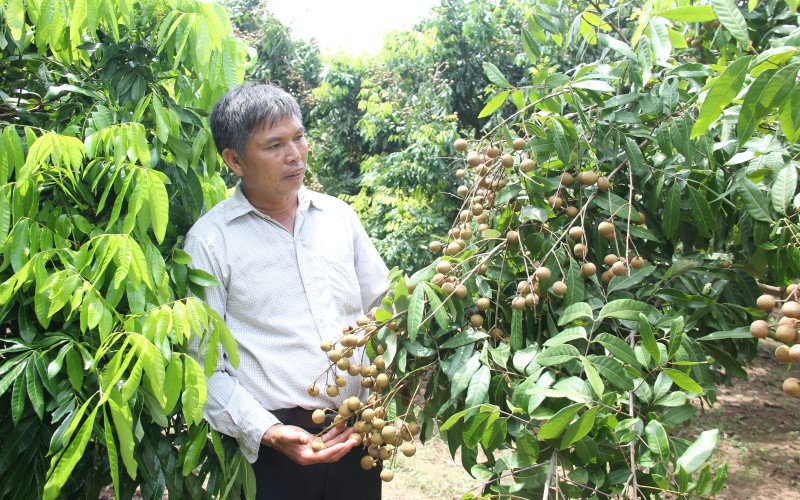 Hộ gia đình ông Trần Văn Mí, xã Tân Hưng, thành phố Hưng Yên, tỉnh Hưng Yên được mùa nhãn.