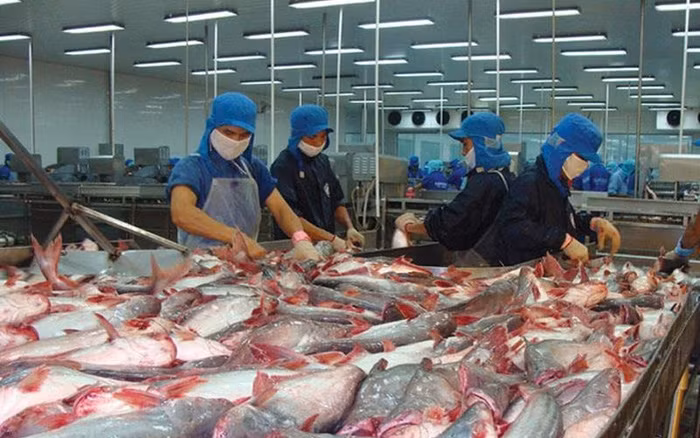 Công ty Vĩnh Hoàn và Nam Việt được hưởng thuế 0% khi xuất cá tra sang Mỹ.