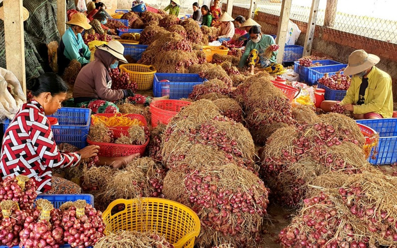 Nông dân Vĩnh Châu canh cánh nỗi lo củ hành tím ứ động, khó tiêu thụ.