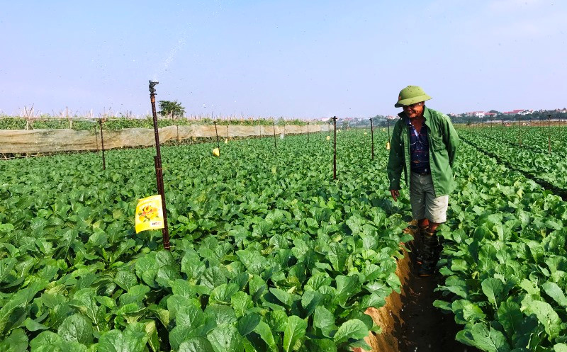 Sản xuất rau an toàn tại huyện Mê Linh, Hà Nội.