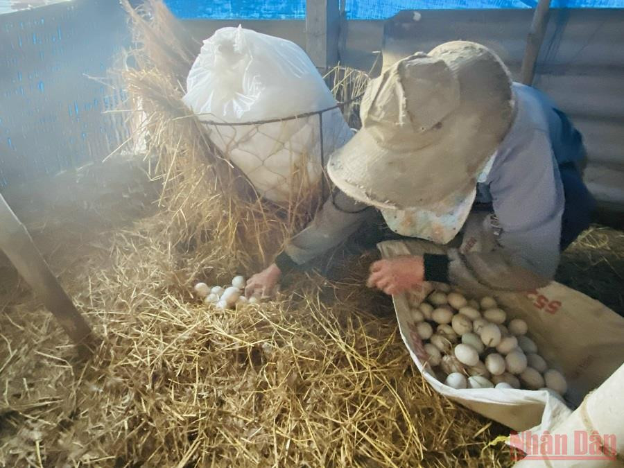 Cứ mỗi sáng, vợ chồng chị Phượng cùng thúng, mủng bơi sang sông. Khi anh Cường cho đàn vịt hơn 5.000 con ăn trước khi thả ra sông bơi lội, thì chị Phượng vòng quanh các ổ để lượm trứng vịt đẻ trong đêm. Hàng chục trứng to, tròn nằm gọn ghẽ trong ổ ấm được lót bằng rơm rạ. Quảng Ngãi: “Du mục” giữa lòng phố -0