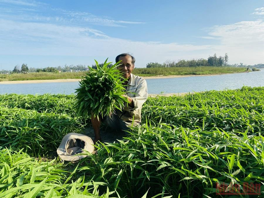 Hàng chục ha bãi bồi hình thành hàng trăm năm qua do nhiều dòng họ khai hoang, mở rộng canh tác. Các dòng họ Đặng, Võ, Đỗ… cùng nhau trồng trọt giữa mùa nắng cháy lẫn giúp nhau khi mưa lũ về. Ông Đỗ Ga, anh em cô cậu với ông Đặng Nuôi cũng trồng rau muống ở gần ruộng của người bà con. Hiện một kg rau muống giá khoảng 5.000 đồng, mỗi ngày ông Ga cắt rau bán lời khoảng 100.000 đồng. Quảng Ngãi: “Du mục” giữa lòng phố -0