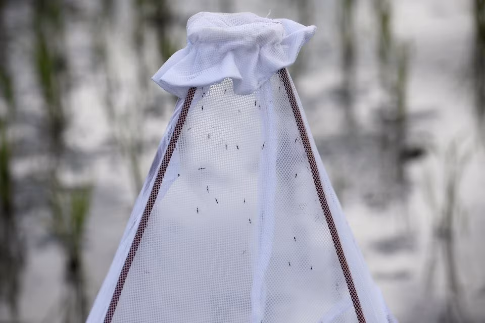 Muỗi Anopheles bị bẫy trong tấm lưới đặt trên cánh đồng lúa trong cuộc thử nghiệm chống bệnh sốt rét trên đảo Zanzibar, Tanzania, ngày 30/10/2019. Ảnh: Reuters.