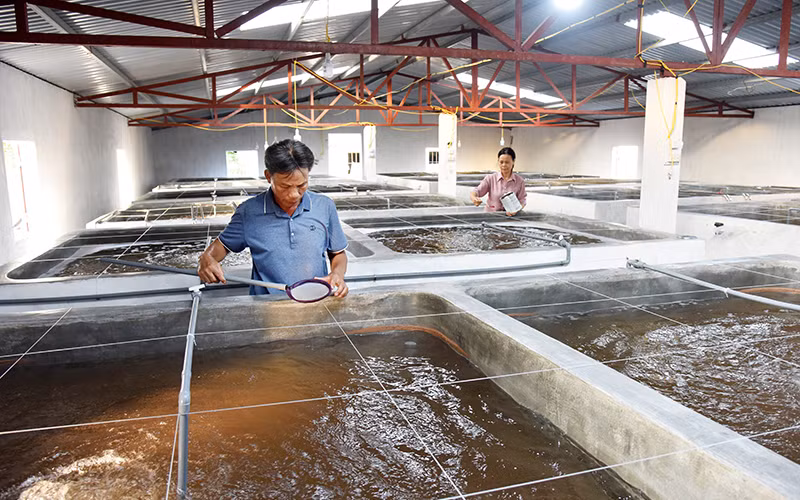 Tháo gỡ rào cản kỹ thuật cho ngành tôm tăng trưởng -0