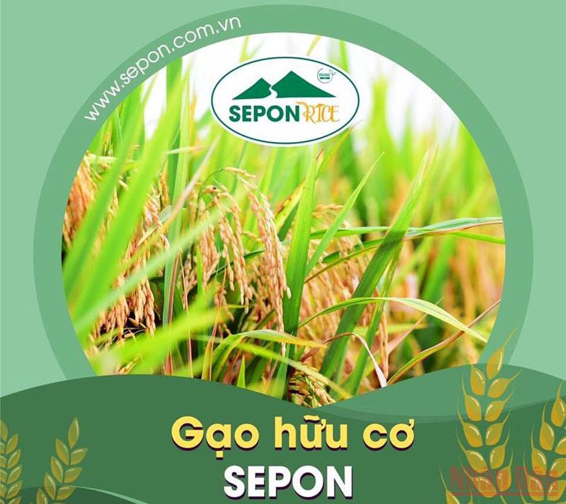 Tỉnh Quảng Trị trồng lúa hữu cơ để xây dựng thương hiệu “Gạo hữu cơ Sepon” phục vụ xuất khẩu. Sản xuất “Gạo hữu cơ Sepon” phục vụ xuất khẩu -0