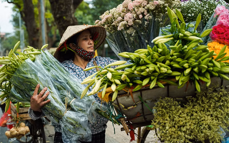 Hoa loa kèn tháng 4 ở thủ đô Hà Nội