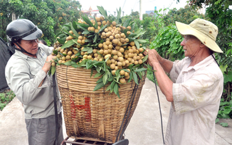 Nông dân Hưng Yên thu hoạch nhãn.