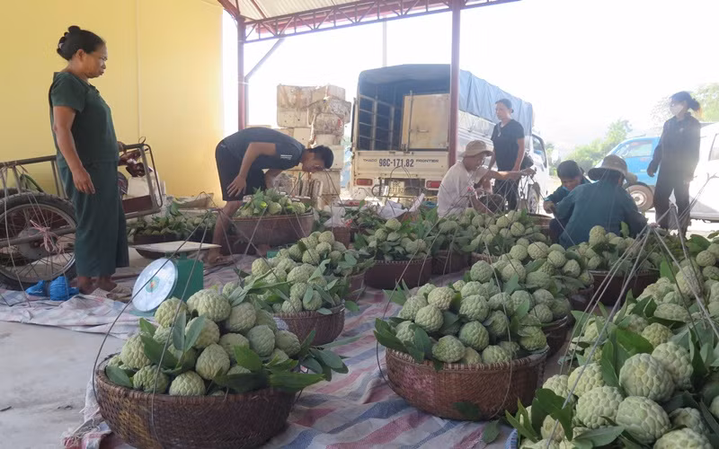 Ngọt ngào mùa na Chi Lăng -0