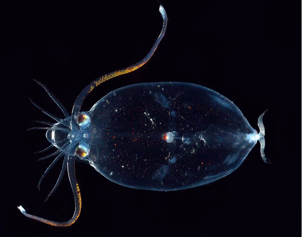 Sáu sinh vật kỳ diệu có thể nhìn xuyên thấu -0