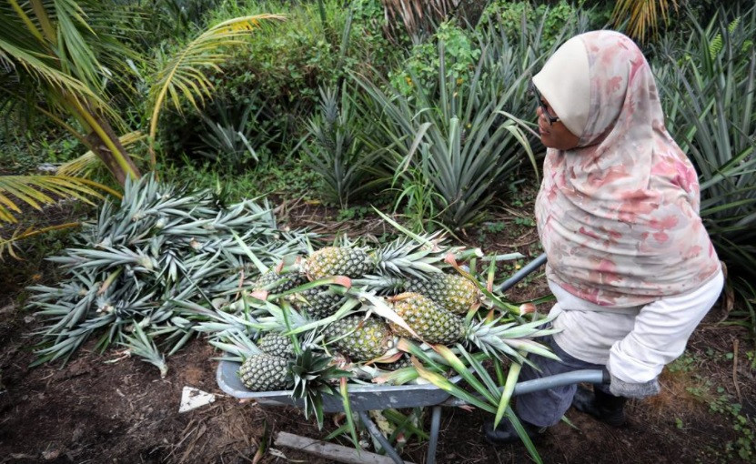 Một nông dân thu hoạch dứa tại Malaysia ngày 12-12-2020. Ảnh: Reuters. Biến chất thải từ dứa thành bộ phận máy bay không người lái -0