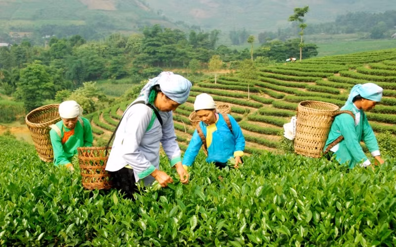 Nông dân xã Bản Xen, huyện Mường Khương, Lào Cai, thu hái chè Tuyết San. (Ảnh: Quốc Hồng)