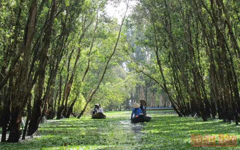 Rừng tràm Trà Sư (tỉnh An Giang), vùng ngập nước có giá trị đa dạng sinh học cao và là điểm du lịch sinh thái hấp dẫn. (Ảnh: Mỹ Hạnh)