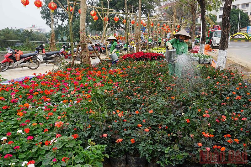Nhân viên Công ty cổ phần Môi trường và dịch vụ đô thị Vĩnh Yên chăm sóc cây xanh và hoa. (Ảnh: HÀ HỒNG HÀ) Vĩnh Phúc xây dựng ”vùng xanh” về môi trường -0