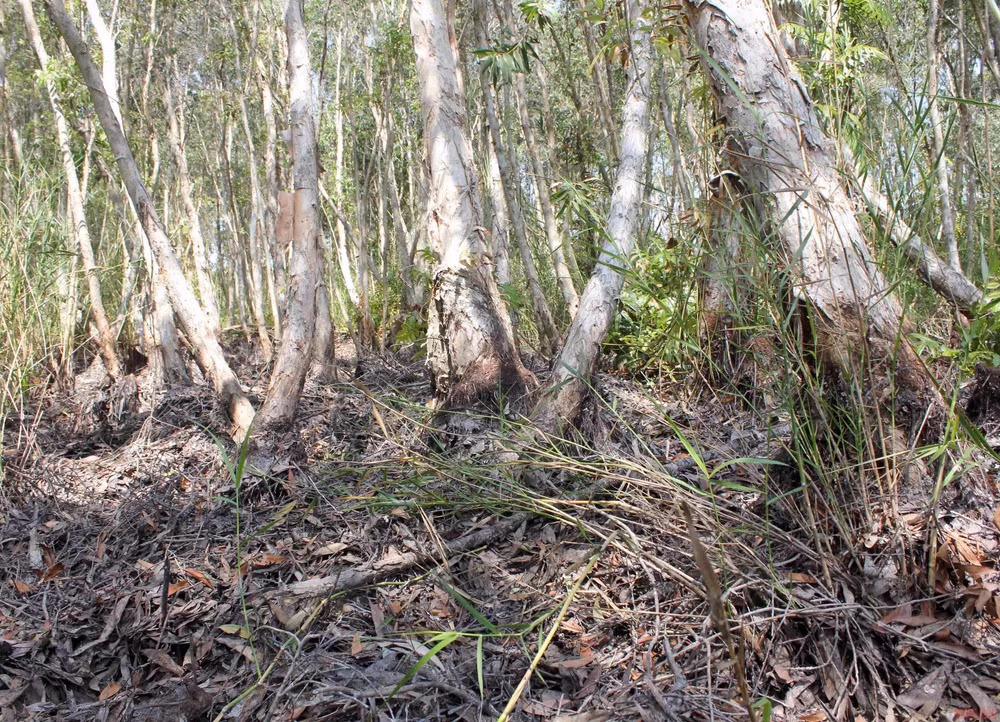 Một khu rừng ở xã Khánh Bình Tây Bắc khô hạn nặng ở cấp độ 5, có thể xảy ra cháy bất cứ lúc nào.