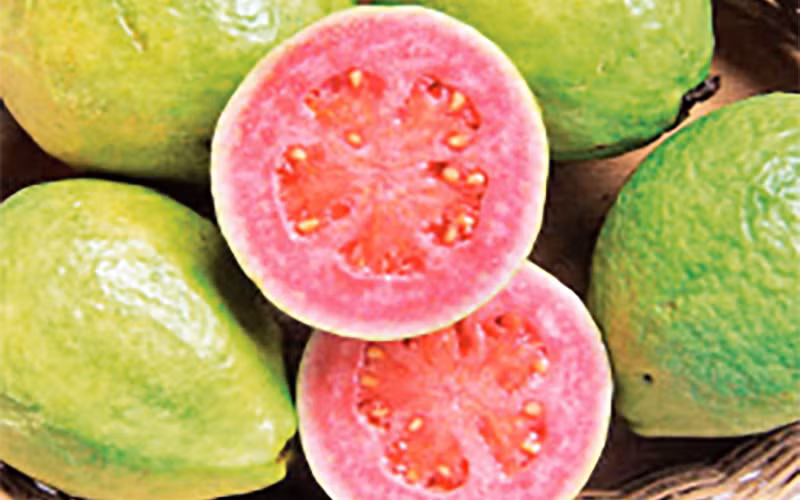 Mùa ổi chín